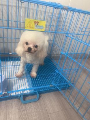 狗狗·超小体比熊·乖乖