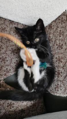 猫咪·奶牛猫·牛奶（可改）