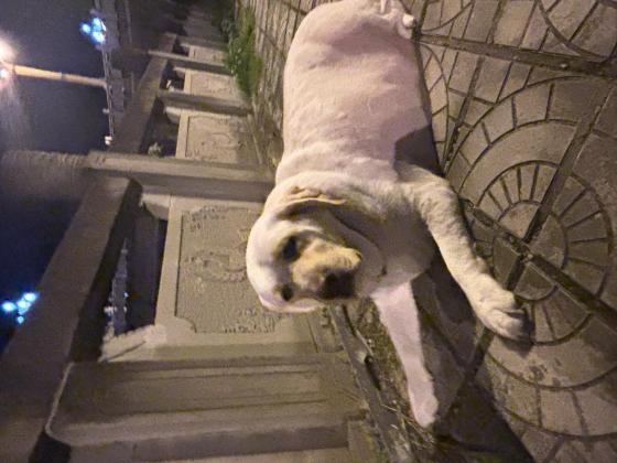狗狗·拉布拉多·不知道