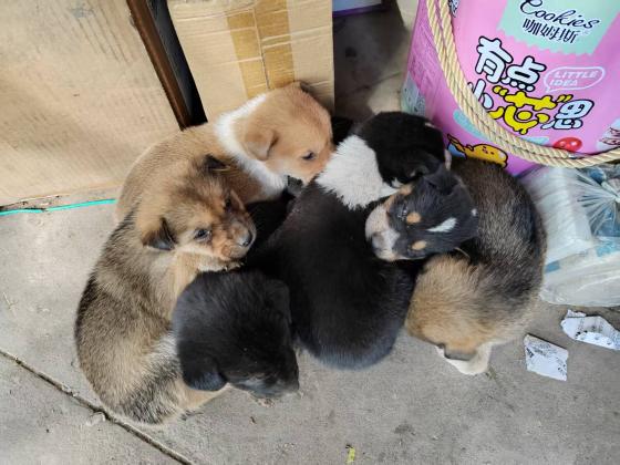 狗狗·中华田园犬·梅子