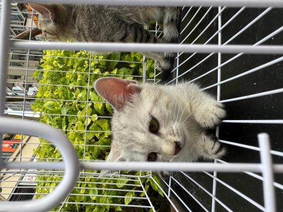 猫咪·银渐层串狸花猫·没有