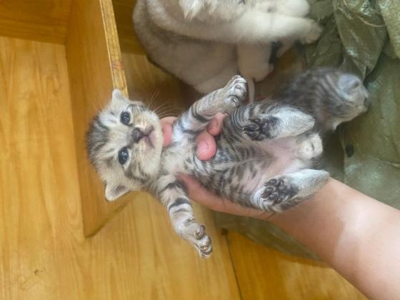 猫咪·银渐层后代·没有