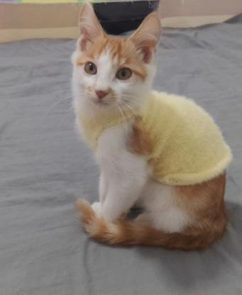 猫咪·橘猫·橘白