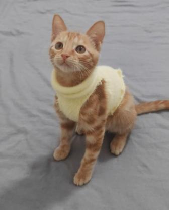 猫咪·橘猫·胖橘