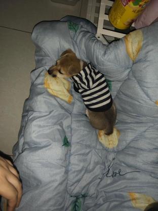 狗狗·土狗有点像柯基·白领