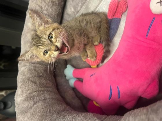 猫咪·狸花猫·喜喜、乐乐