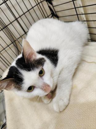 猫咪·田园奶牛猫·妞妞