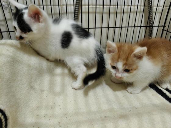 猫咪·奶牛猫·熊二