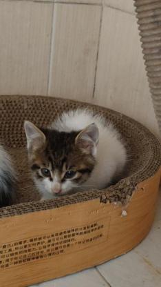 猫咪·狸白·圆圆