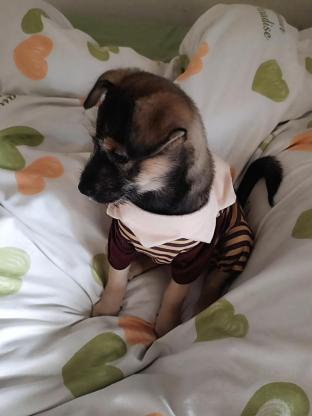 狗狗·田园犬·蛋挞