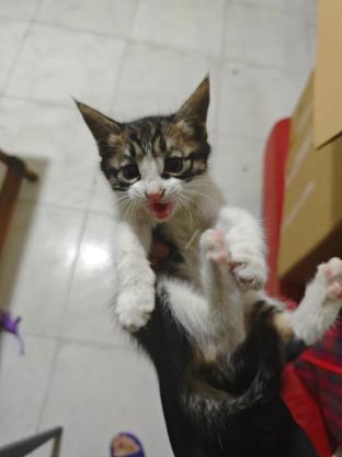 猫咪·中华田园猫·可乐