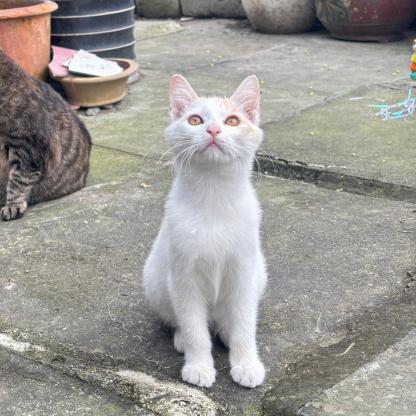 猫咪·田园猫·宝宝