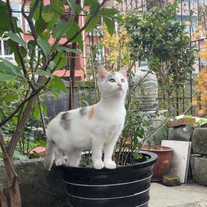 猫咪·三花·花花