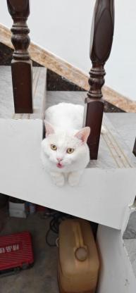 猫咪·蓝白·富贵