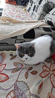 猫咪·蓝白·琪琪