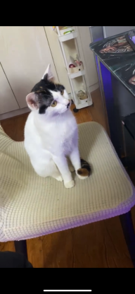 猫咪·田园猫·妮妮