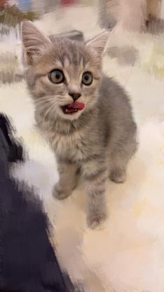猫咪·蓝虎斑·咪咪卷