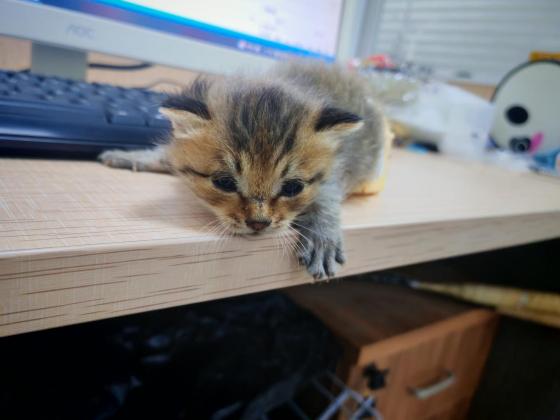 猫咪·梨花·暂时没有