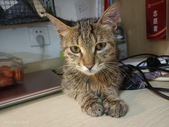 猫咪·狸花猫·铁子