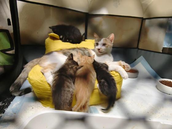 猫咪·蓝猫田园猫串串·没有名字