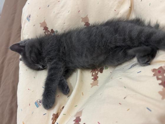 猫咪·布偶加橘猫·灰灰