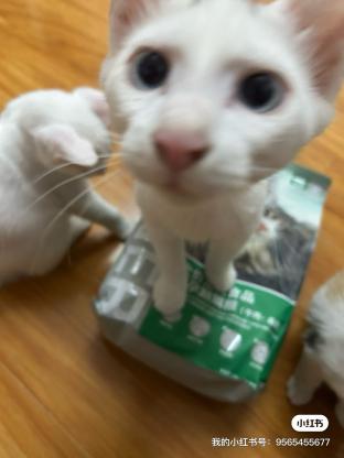 猫咪·田园猫·大哥