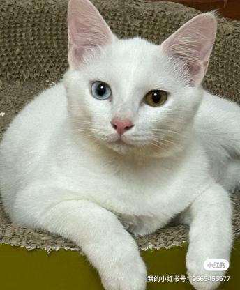 猫咪·田园猫·二弟