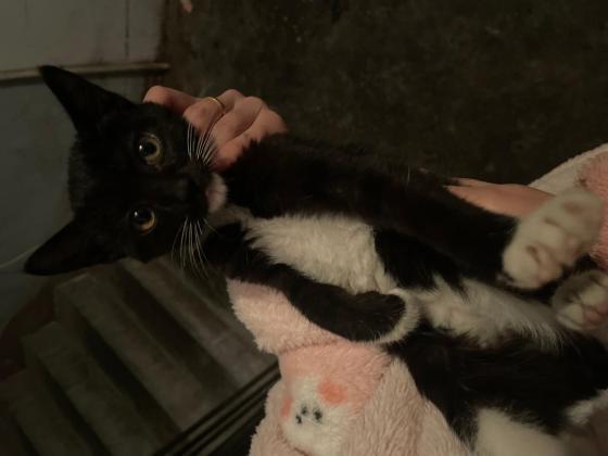 猫咪·奶牛猫·未取