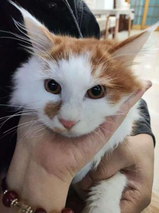 猫咪·田园猫·猫咪