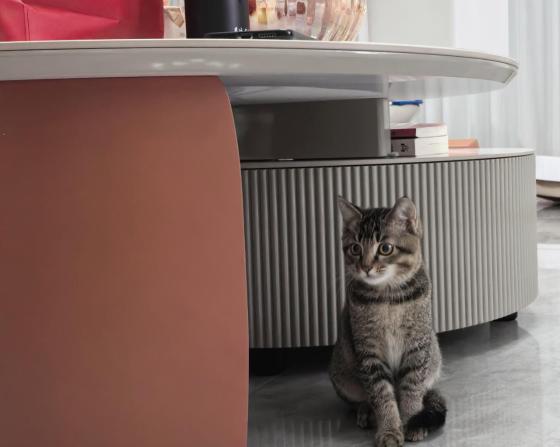 猫咪·雀猫·如意