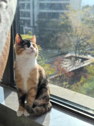 猫咪·三花猫·朵朵