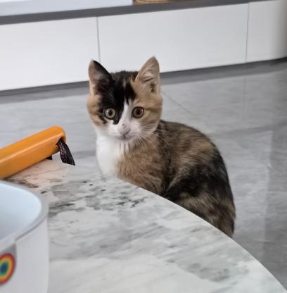 猫咪·田园猫·朵朵