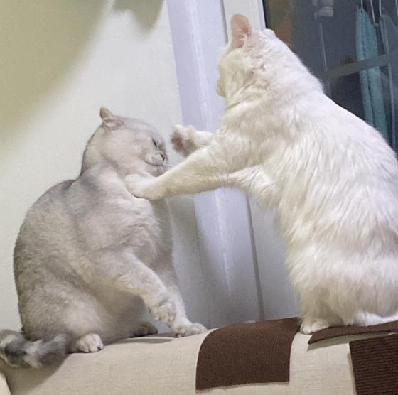 猫咪·银渐层·雪碧