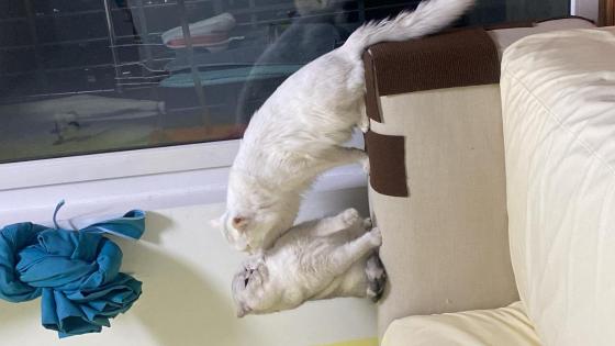 猫咪·银渐层·雪碧