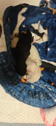 猫咪·三只幼猫，纯白2只，纯黑1只·无