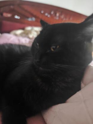 猫咪·中华田园·小黑