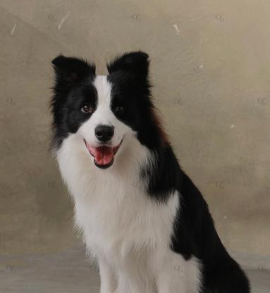 狗狗·边牧·小边