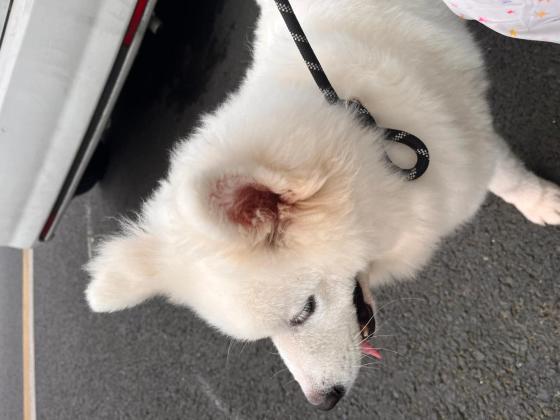 狗狗·萨摩耶·粗去丸