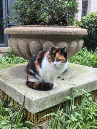 猫咪·田园三花猫·花菲菲