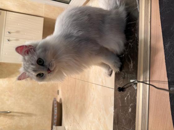 猫咪·长毛银渐层·华科尔