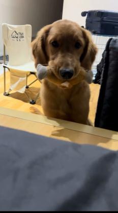 狗狗·金毛·土豆