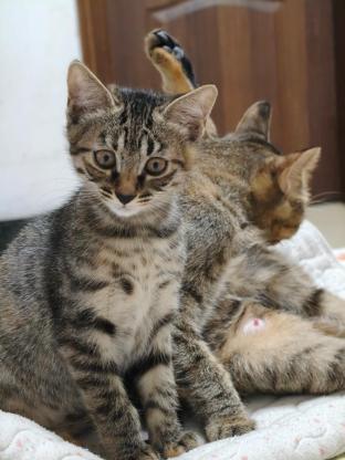 猫咪·狸花·小狸花