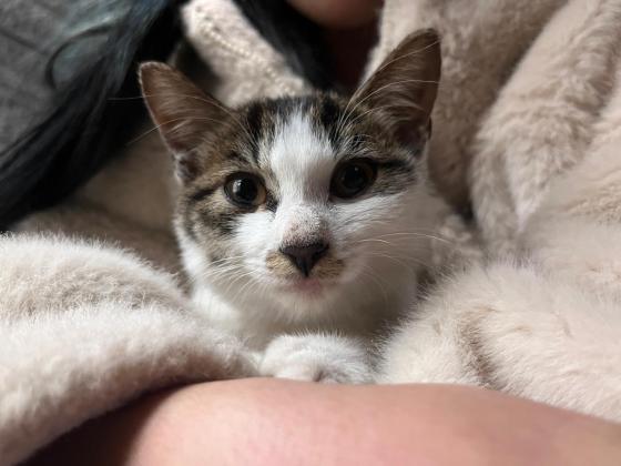 猫咪·狸白（田园猫）·咪老师