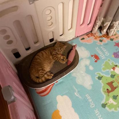 猫咪·橘猫·招财