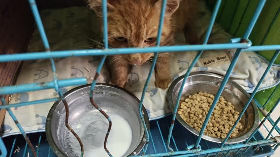 猫咪·橘猫·小橘猫