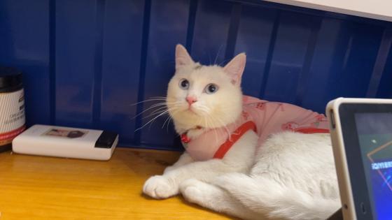 猫咪·布偶和蓝猫配的·一饼