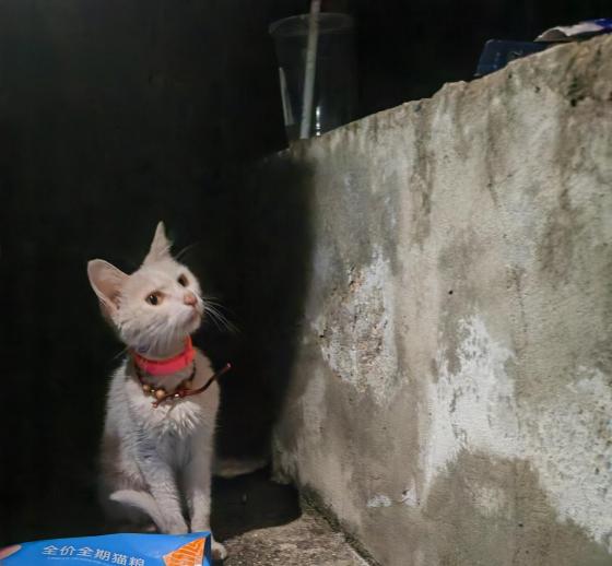 猫咪·白猫·小白