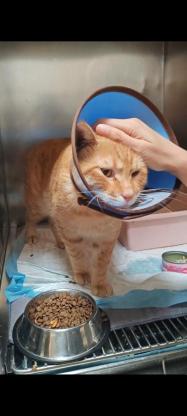 猫咪·橘猫·大橘