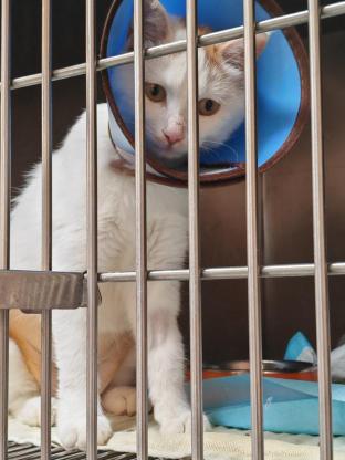 猫咪·橘白猫·小橘白