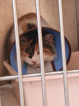 猫咪·三花·长毛三花